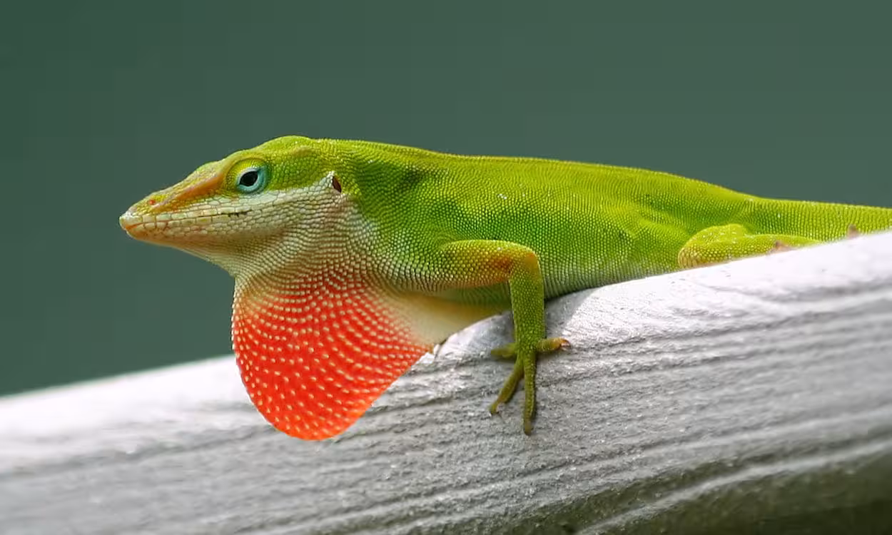 Green Lizard